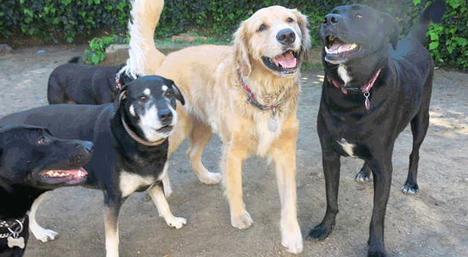 Smiling Dogs
