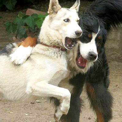 dog_buddies