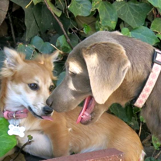 cute_puppies