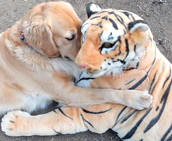 Golden_Retriever_in_love