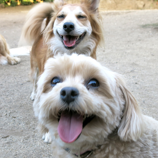 cute_puppies