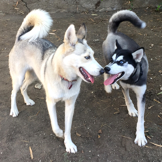 happy-huskies