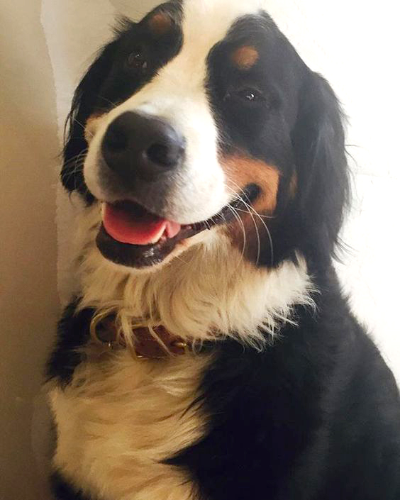 happy-bernese-mountain-dog