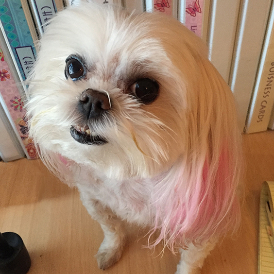 happy_pup