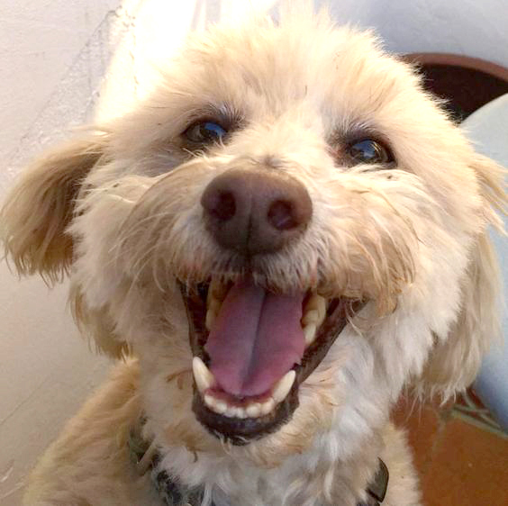 happy_dog